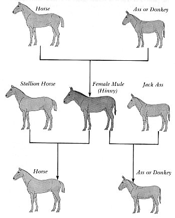 horses mules donkeys between grow kinds fifth edition