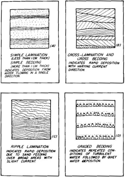 Figure 1. Types of Stratification (cross-section view, one-half actual size). These types of stratification which are very common in sedimentary rocks provide evidence of rapid deposition and can be easily understood in terms of the Flood.