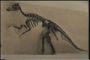 Edmontosaurus2.jpg - 69kb