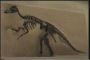 Edmontosaurus.jpg - 56kb